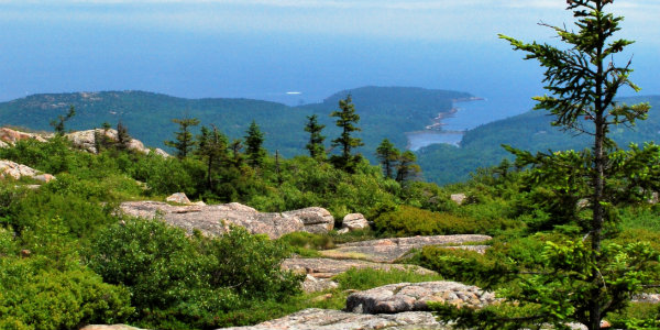 Trees and rocks on a clif overlooking the ocean shoreline