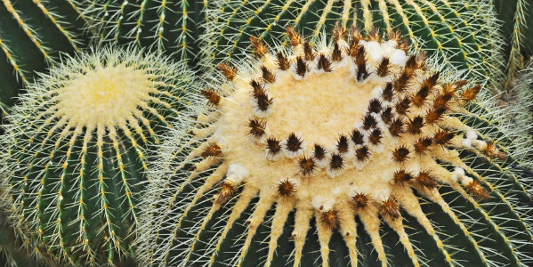 desert plants