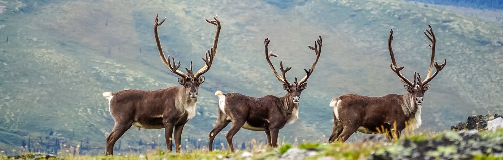 Three Curious Caribou