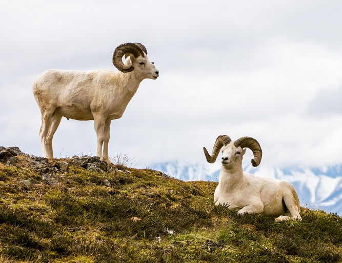 Pecora Di Dall, Dall Sheep, Thintorn Sheep, Ovis Dalli