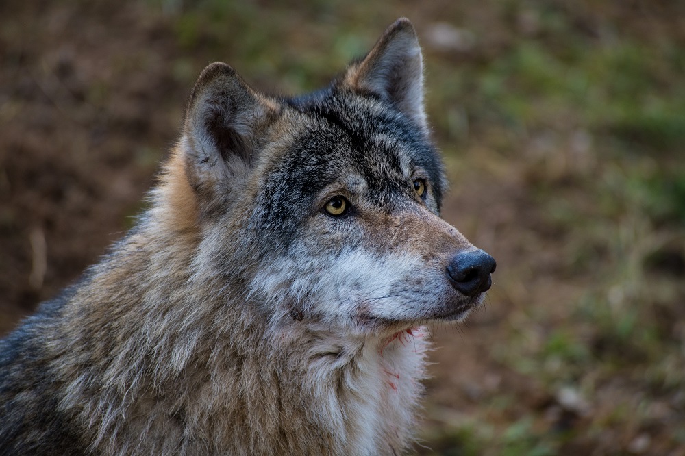 Wolf, Porträt, In Natürlicher Umgebung