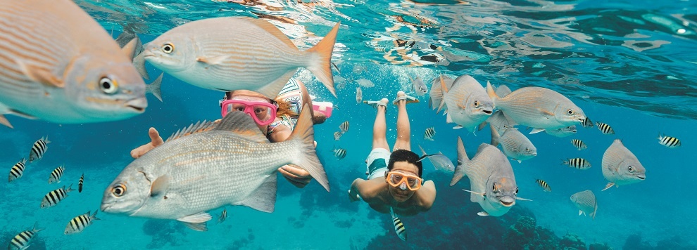 Rci Cozumel Columbia Reef Snorkeling