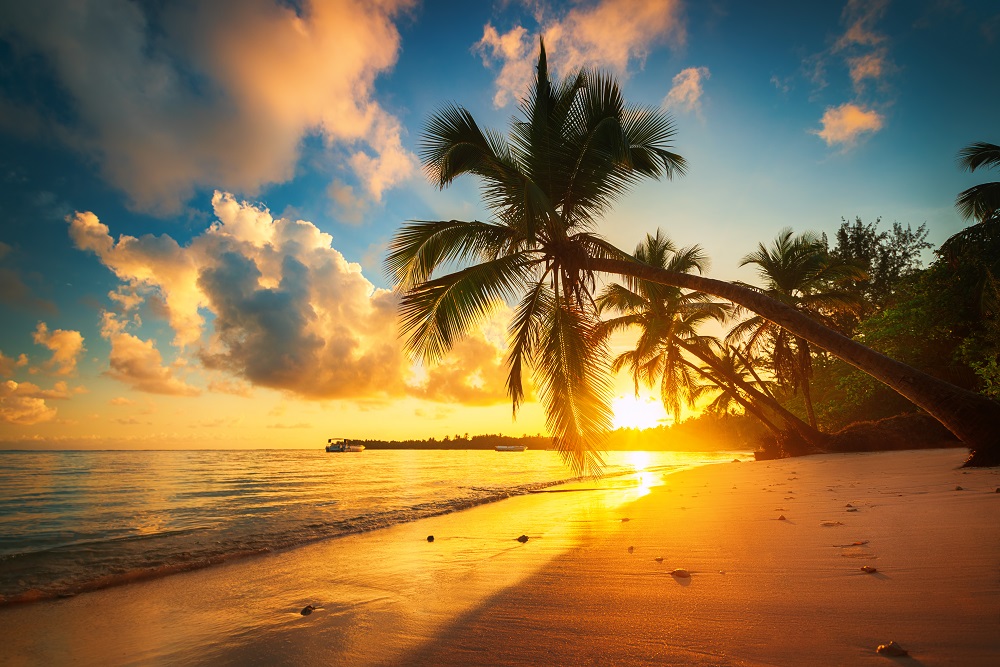 Palm And Tropical Beach In Punta Cana, Dominican Republic