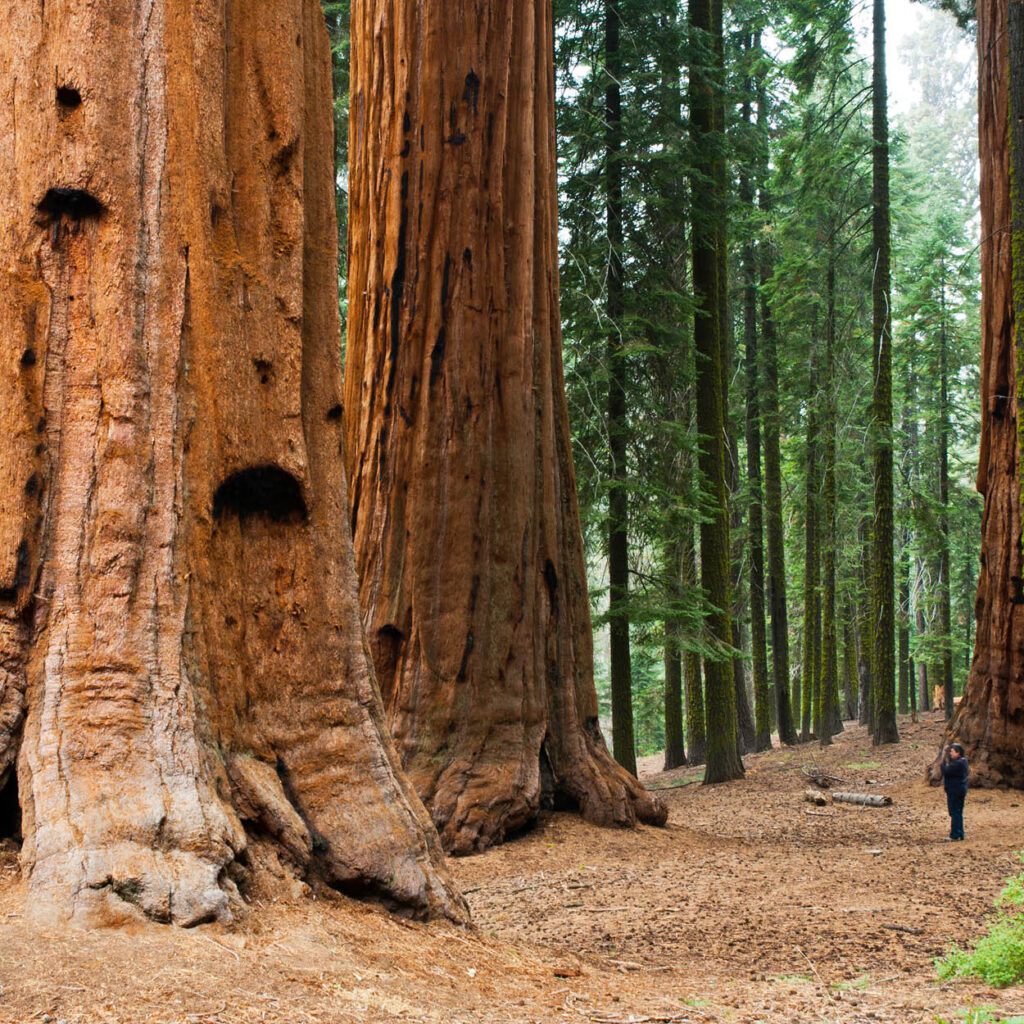 Redwood National Forest