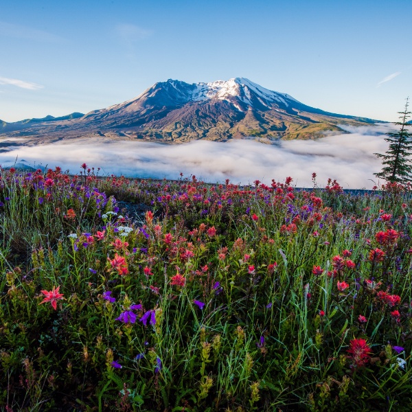 Mt.st .helens Summer 1