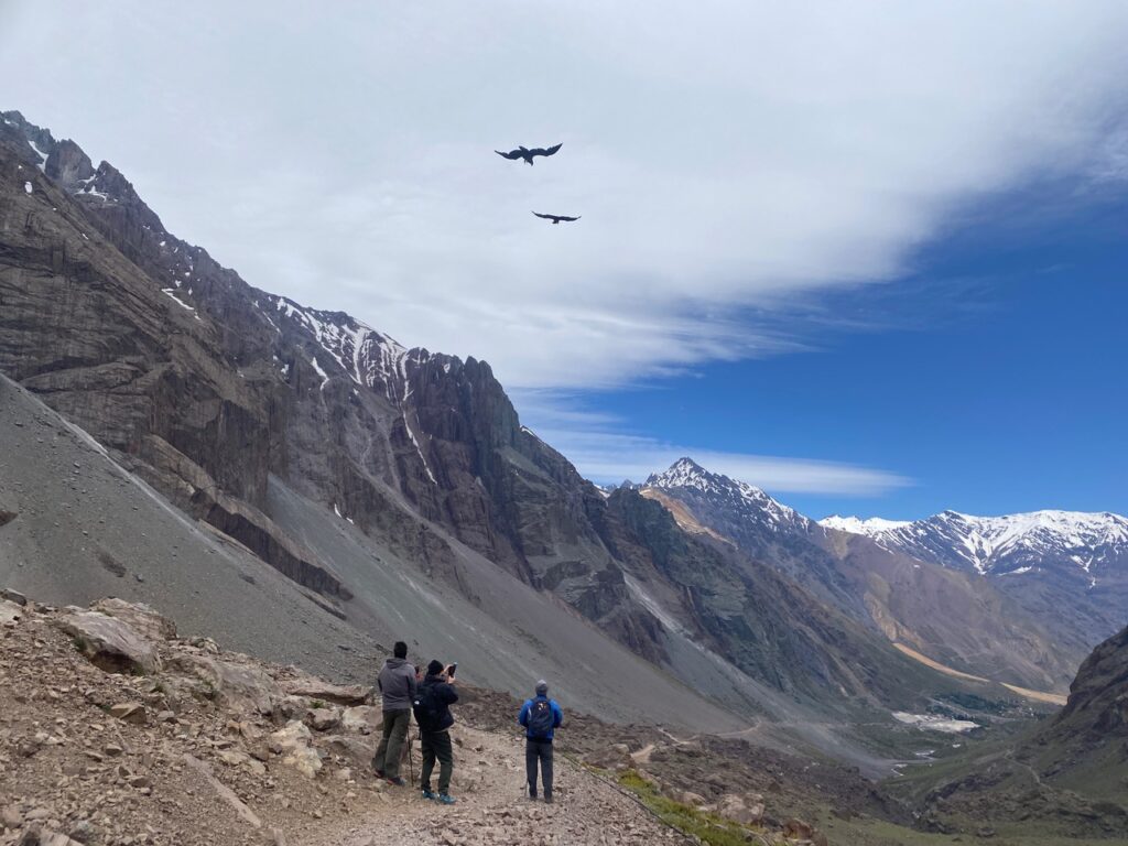 Condors Overhead