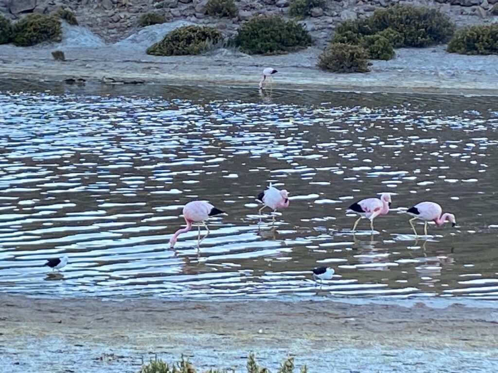 Flamingos